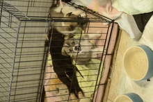 MEEKO, Hund, Mischlingshund in Rumänien - Bild 3
