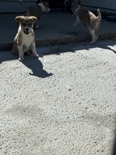 MEEKO, Hund, Mischlingshund in Rumänien - Bild 9