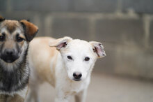 MARISA, Hund, Mischlingshund in Bulgarien