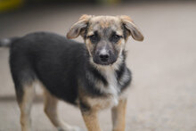MIGO, Hund, Mischlingshund in Bulgarien - Bild 1