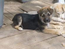MIGO, Hund, Mischlingshund in Bulgarien - Bild 10
