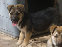 MIGO, Hund, Mischlingshund in Bulgarien - Bild 11