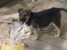 MIGO, Hund, Mischlingshund in Bulgarien - Bild 12