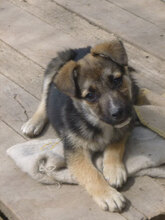MIGO, Hund, Mischlingshund in Bulgarien - Bild 13