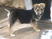 MIGO, Hund, Mischlingshund in Bulgarien - Bild 14