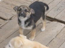 MIGO, Hund, Mischlingshund in Bulgarien - Bild 15