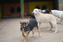 MIGO, Hund, Mischlingshund in Bulgarien - Bild 2