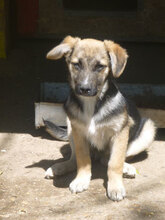 MIGO, Hund, Mischlingshund in Bulgarien - Bild 3