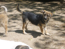 MIGO, Hund, Mischlingshund in Bulgarien - Bild 4