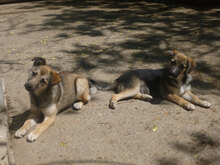 MIGO, Hund, Mischlingshund in Bulgarien - Bild 6