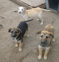 MIGO, Hund, Mischlingshund in Bulgarien - Bild 7