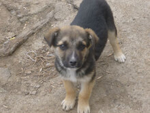 MIGO, Hund, Mischlingshund in Bulgarien - Bild 8