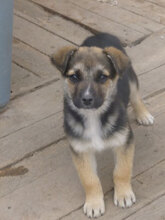 MIGO, Hund, Mischlingshund in Bulgarien - Bild 9