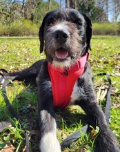 GANDALF, Hund, Barak-Mischling in Hamburg - Bild 1