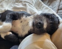 GANDALF, Hund, Barak-Mischling in Hamburg - Bild 10