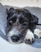GANDALF, Hund, Barak-Mischling in Hamburg - Bild 11
