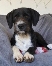 GANDALF, Hund, Barak-Mischling in Hamburg - Bild 12
