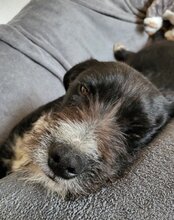 GANDALF, Hund, Barak-Mischling in Hamburg - Bild 14