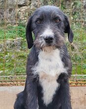 GANDALF, Hund, Barak-Mischling in Hamburg - Bild 16