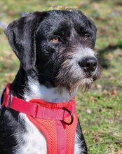 GANDALF, Hund, Barak-Mischling in Hamburg - Bild 2