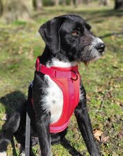 GANDALF, Hund, Barak-Mischling in Hamburg - Bild 5