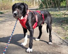 GANDALF, Hund, Barak-Mischling in Hamburg - Bild 8