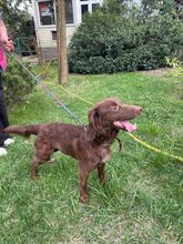 MOLLY, Hund, Spaniel in Bad Bevensen