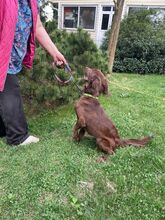 MOLLY, Hund, Spaniel in Bad Bevensen - Bild 2