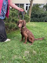 MOLLY, Hund, Spaniel in Bad Bevensen - Bild 3