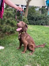 MOLLY, Hund, Spaniel in Bad Bevensen - Bild 5