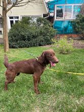 MOLLY, Hund, Spaniel in Bad Bevensen - Bild 6
