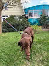 MOLLY, Hund, Spaniel in Bad Bevensen - Bild 7