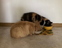CHERRY, Katze, Langhaarkatze in Leipzig - Bild 10