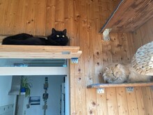 CHERRY, Katze, Langhaarkatze in Leipzig - Bild 11