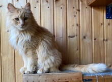 CHERRY, Katze, Langhaarkatze in Leipzig - Bild 4
