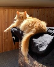 CHERRY, Katze, Langhaarkatze in Leipzig - Bild 5