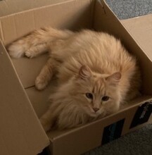 CHERRY, Katze, Langhaarkatze in Leipzig - Bild 6