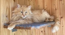 CHERRY, Katze, Langhaarkatze in Leipzig - Bild 7