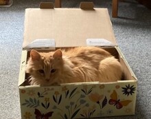 CHERRY, Katze, Langhaarkatze in Leipzig - Bild 8
