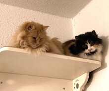 CHERRY, Katze, Langhaarkatze in Leipzig - Bild 9