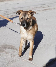 KISI, Hund, Mischlingshund in Bulgarien - Bild 1