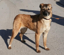 KISI, Hund, Mischlingshund in Bulgarien - Bild 10
