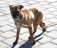 KISI, Hund, Mischlingshund in Bulgarien - Bild 11