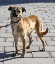 KISI, Hund, Mischlingshund in Bulgarien - Bild 12