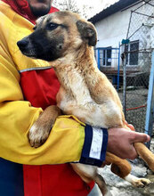 KISI, Hund, Mischlingshund in Bulgarien - Bild 13