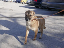 KISI, Hund, Mischlingshund in Bulgarien - Bild 2
