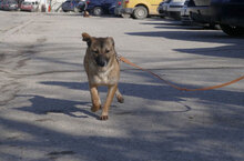 KISI, Hund, Mischlingshund in Bulgarien - Bild 3