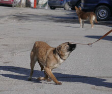 KISI, Hund, Mischlingshund in Bulgarien - Bild 4