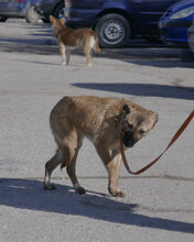 KISI, Hund, Mischlingshund in Bulgarien - Bild 5