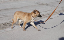 KISI, Hund, Mischlingshund in Bulgarien - Bild 6